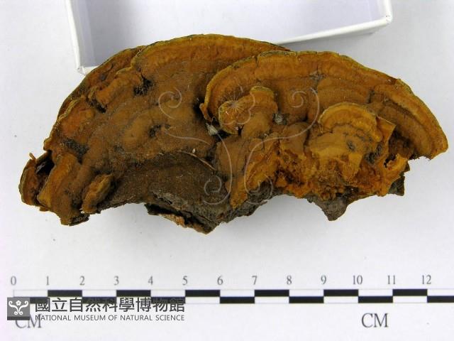 登錄號:F0017926藏品圖，第3張