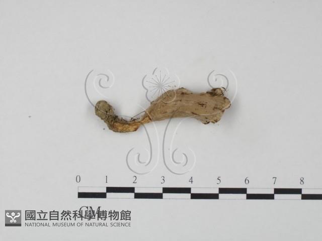 革菌屬藏品圖，第3張