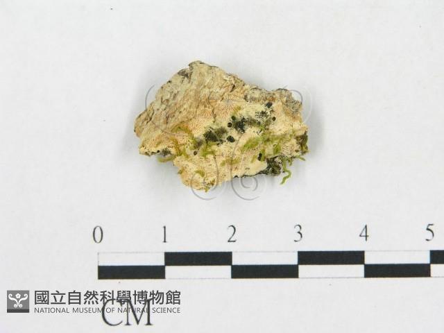 登錄號:F0019926藏品圖，第1張