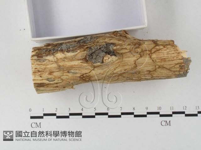 有害木層孔菌藏品圖，第3張