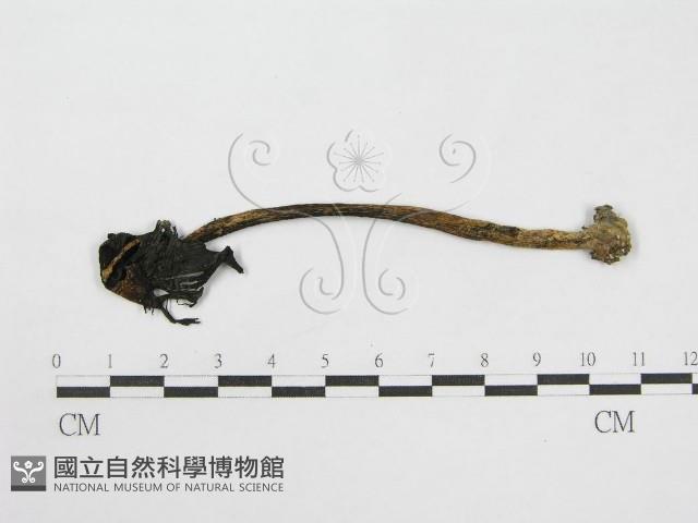 登錄號:F0000626藏品圖，第3張