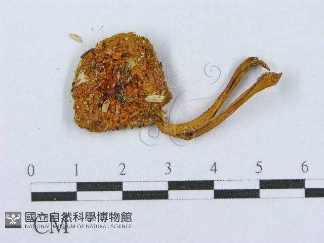 登錄號:F0010626藏品圖，第3張