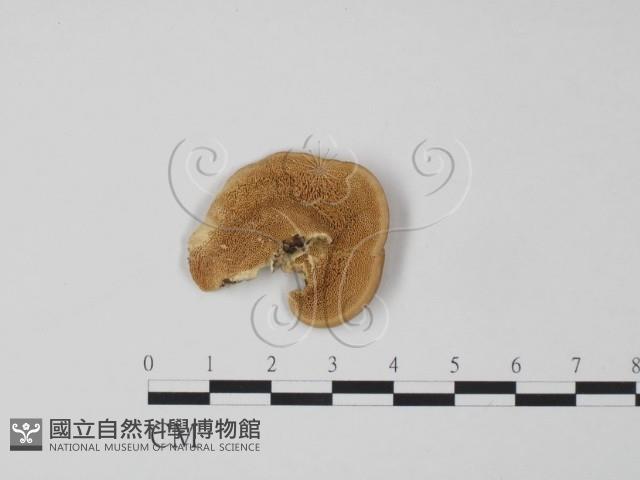 登錄號:F0006626藏品圖，第3張