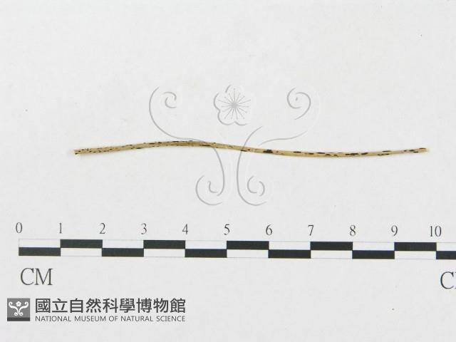 登錄號:F0011626藏品圖，第1張