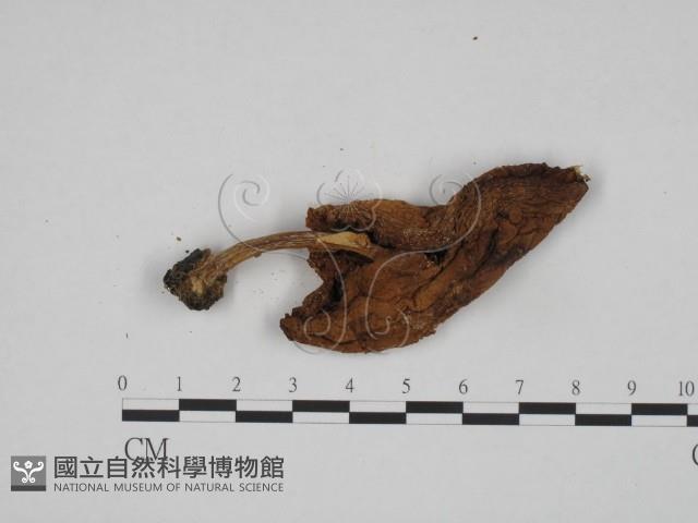 登錄號:F0024626藏品圖，第3張