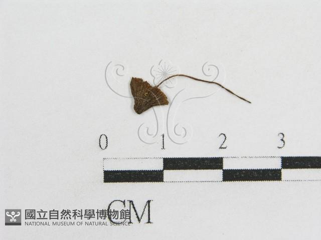 粉褶菌屬藏品圖，第3張