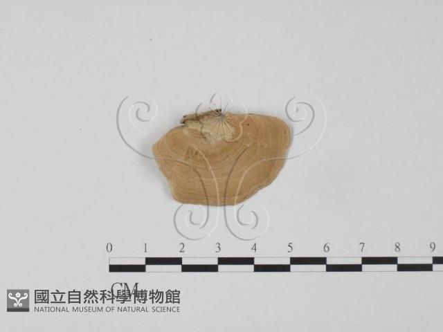 登錄號:F0012626藏品圖，第3張