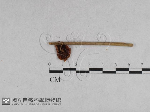 登錄號:F0007626藏品圖，第3張