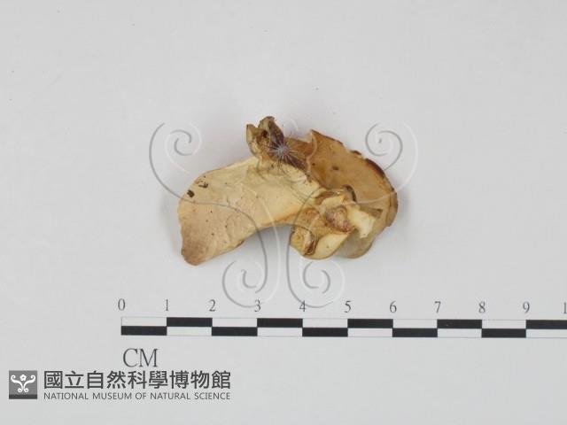 登錄號:F0017626藏品圖，第3張