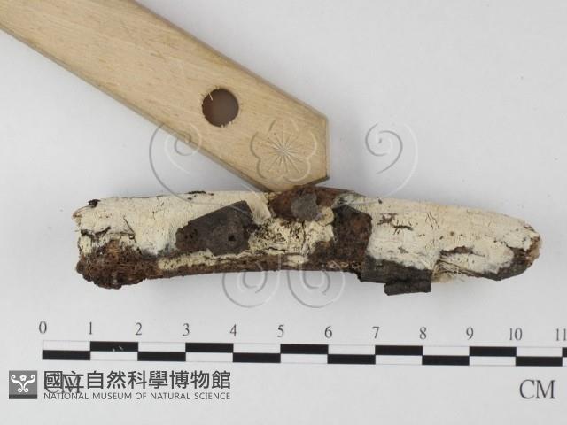 登錄號:F0025626藏品圖，第3張