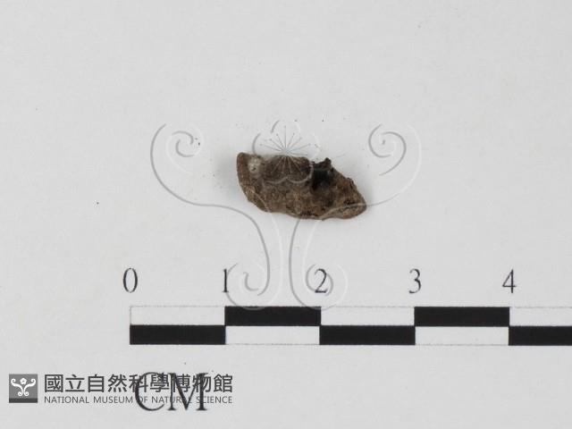 登錄號:F0019626藏品圖，第3張