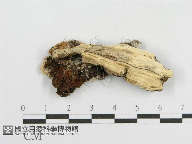 登錄號:F0003626藏品圖，第3張