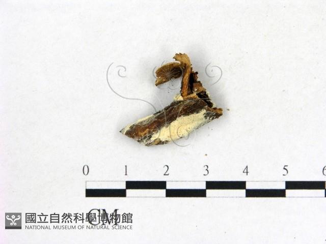 登錄號:F0013626藏品圖，第3張