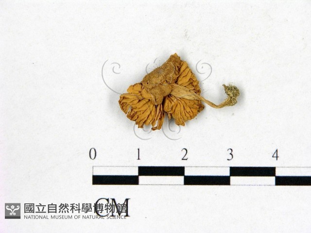 登錄號:F0008426藏品圖，第3張