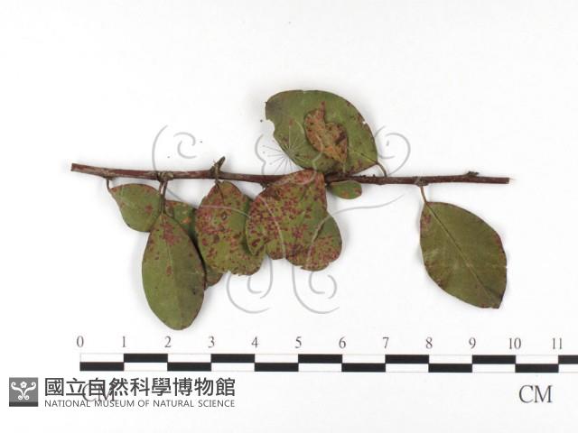 登錄號:F0026426藏品圖，第1張