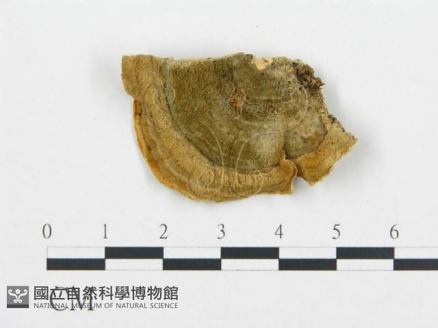 登錄號:F0006426藏品圖，第3張