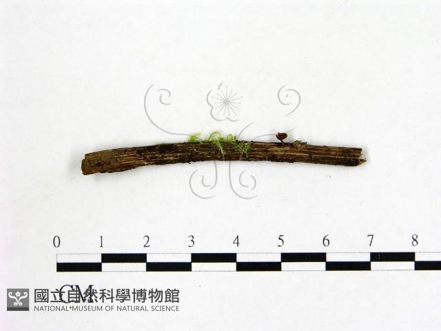 登錄號:F0001426藏品圖，第3張