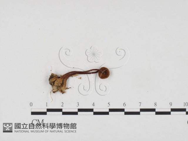 登錄號:F0024426藏品圖，第3張