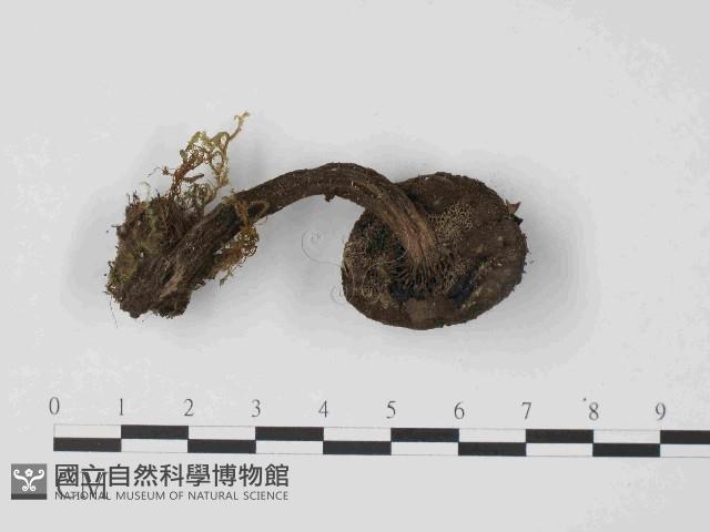 登錄號:F0014426藏品圖，第3張