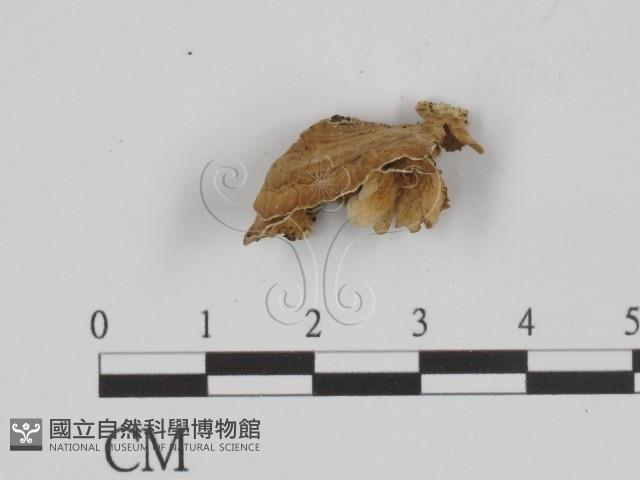 附毛菌屬藏品圖，第3張