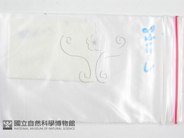 鬼傘屬藏品圖，第3張