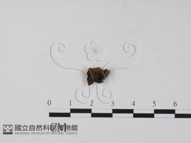 登錄號:F0015426藏品圖，第3張