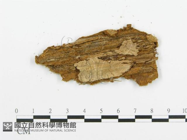 登錄號:F0009426藏品圖，第3張
