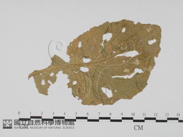 登錄號:F0019426藏品圖，第3張
