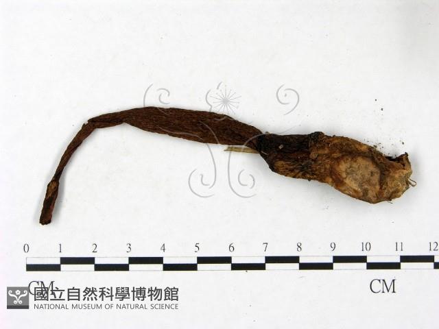 登錄號:F0023426藏品圖，第3張