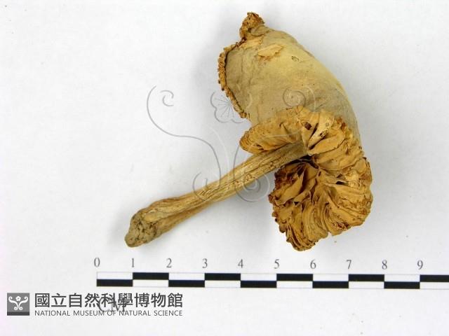 登錄號:F0013426藏品圖，第3張