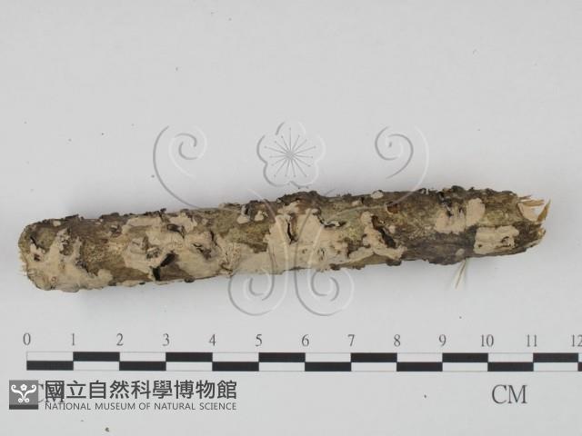 登錄號:F0018726藏品圖，第3張