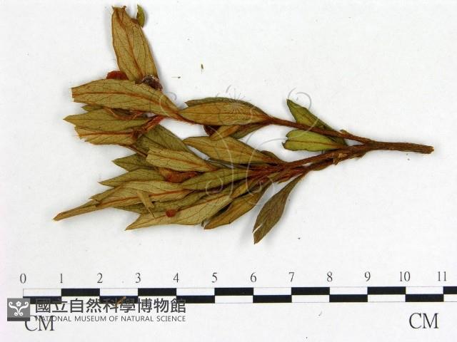 登錄號:F0020726藏品圖，第3張