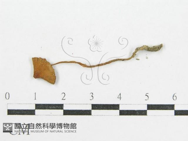 登錄號:F0010726藏品圖，第3張