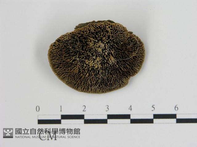 登錄號:F0006726藏品圖，第3張