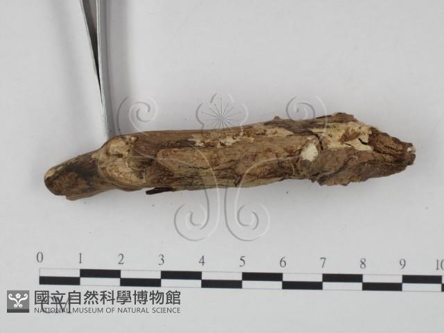 登錄號:F0021726藏品圖，第3張