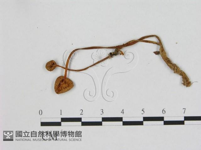 小菇屬藏品圖，第3張