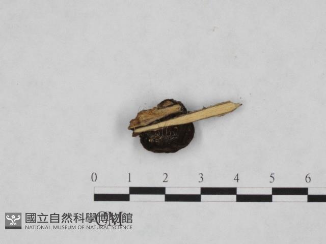 登錄號:F0004726藏品圖，第3張