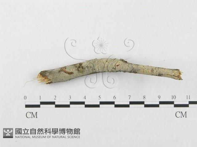 登錄號:F0014726藏品圖，第3張