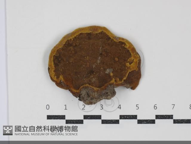 登錄號:F0034726藏品圖，第3張