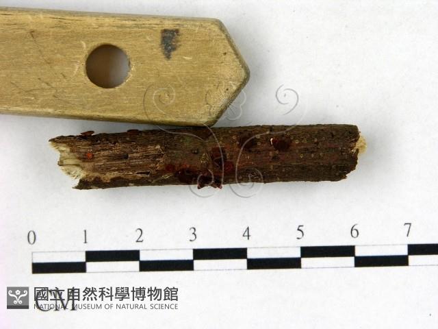 登錄號:F0022726藏品圖，第3張