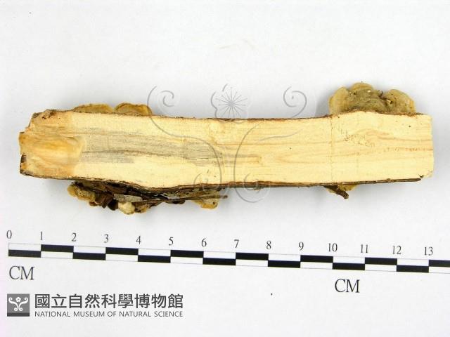 登錄號:F0002726藏品圖，第3張