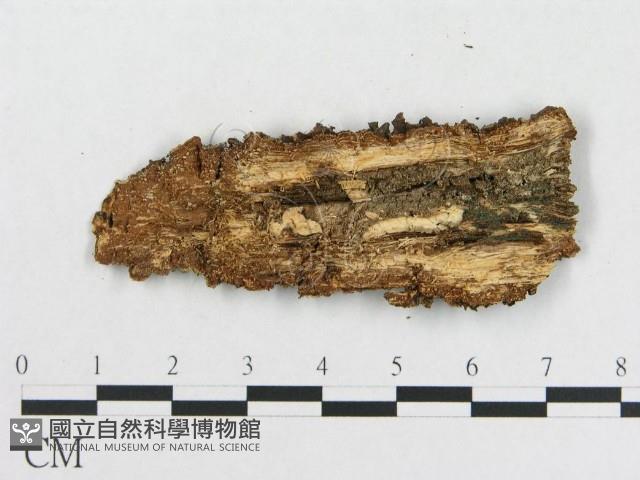 登錄號:F0017726藏品圖，第3張