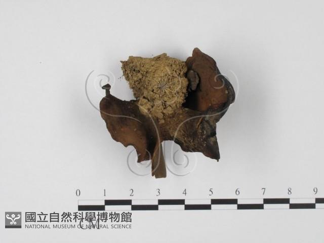 登錄號:F0019726藏品圖，第3張