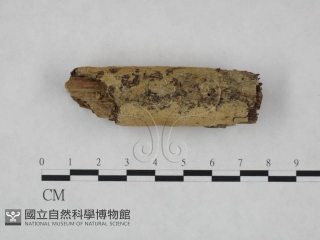 登錄號:F0023726藏品圖，第3張