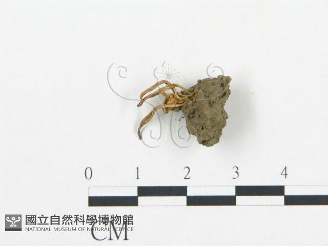 登錄號:F0003726藏品圖，第3張