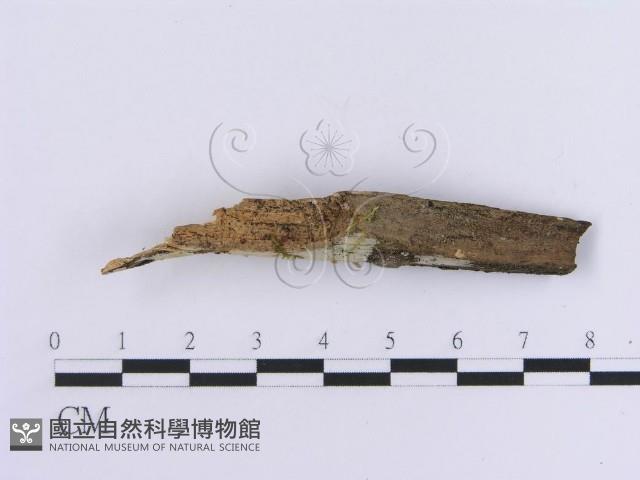 登錄號:F0013726藏品圖，第3張