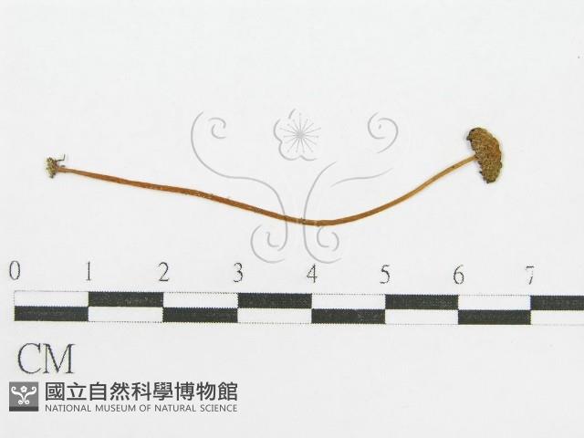 登錄號:F0008526藏品圖，第3張