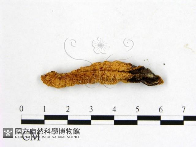 登錄號:F0020526藏品圖，第3張