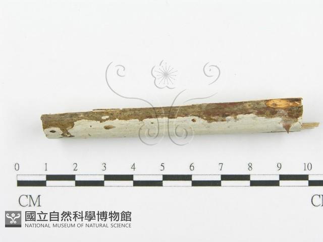 登錄號:F0000526藏品圖，第3張