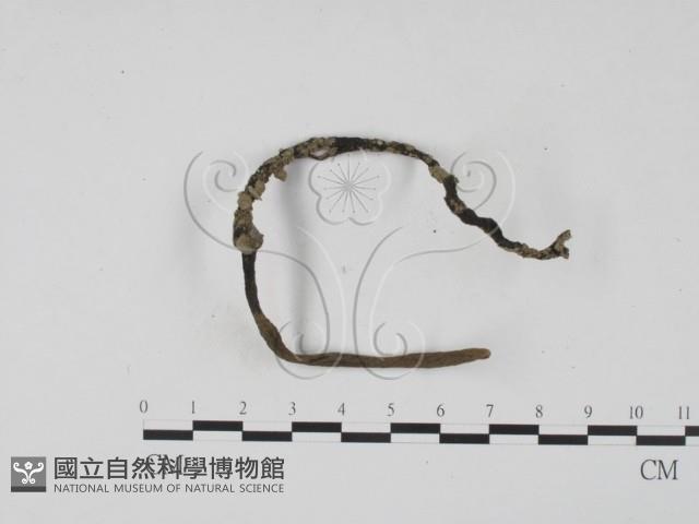 登錄號:F0016526藏品圖，第3張